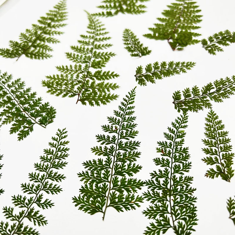 100 Piezas de Hojas de Helecho - Resin Craft Ideas reseña y precio